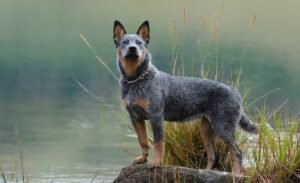 Blue Heeler Facts Every Owner Should Know